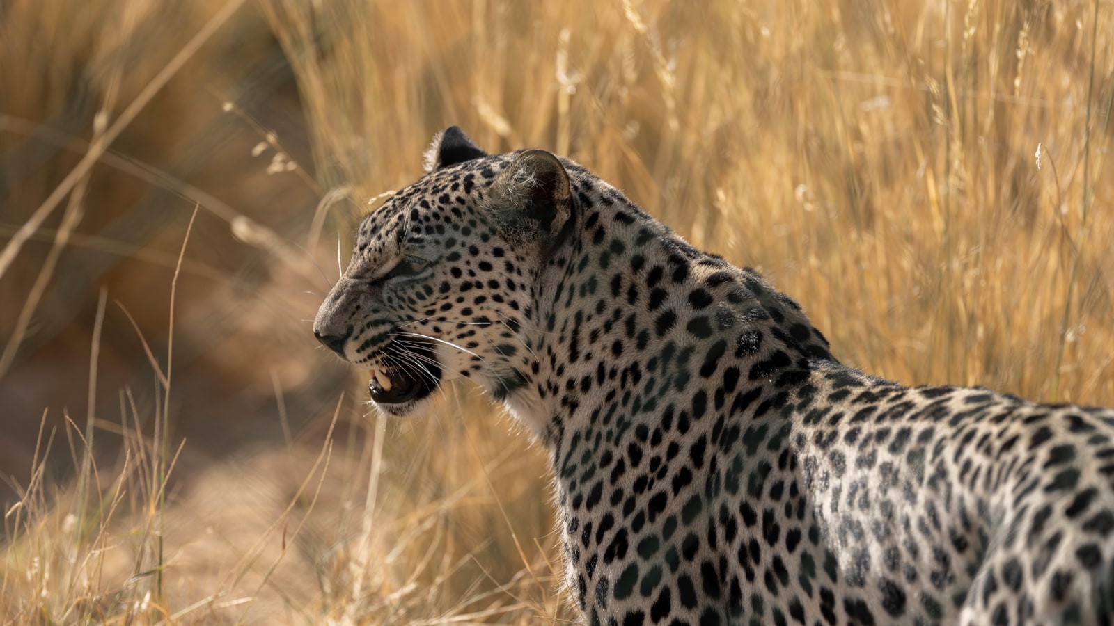Arabian leopard standing in tall golden grass in Saudi Arabia
