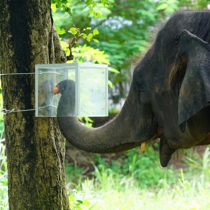 An Asian elephant extends its trunk toward a food reward during a controlled behavior study in Thailand