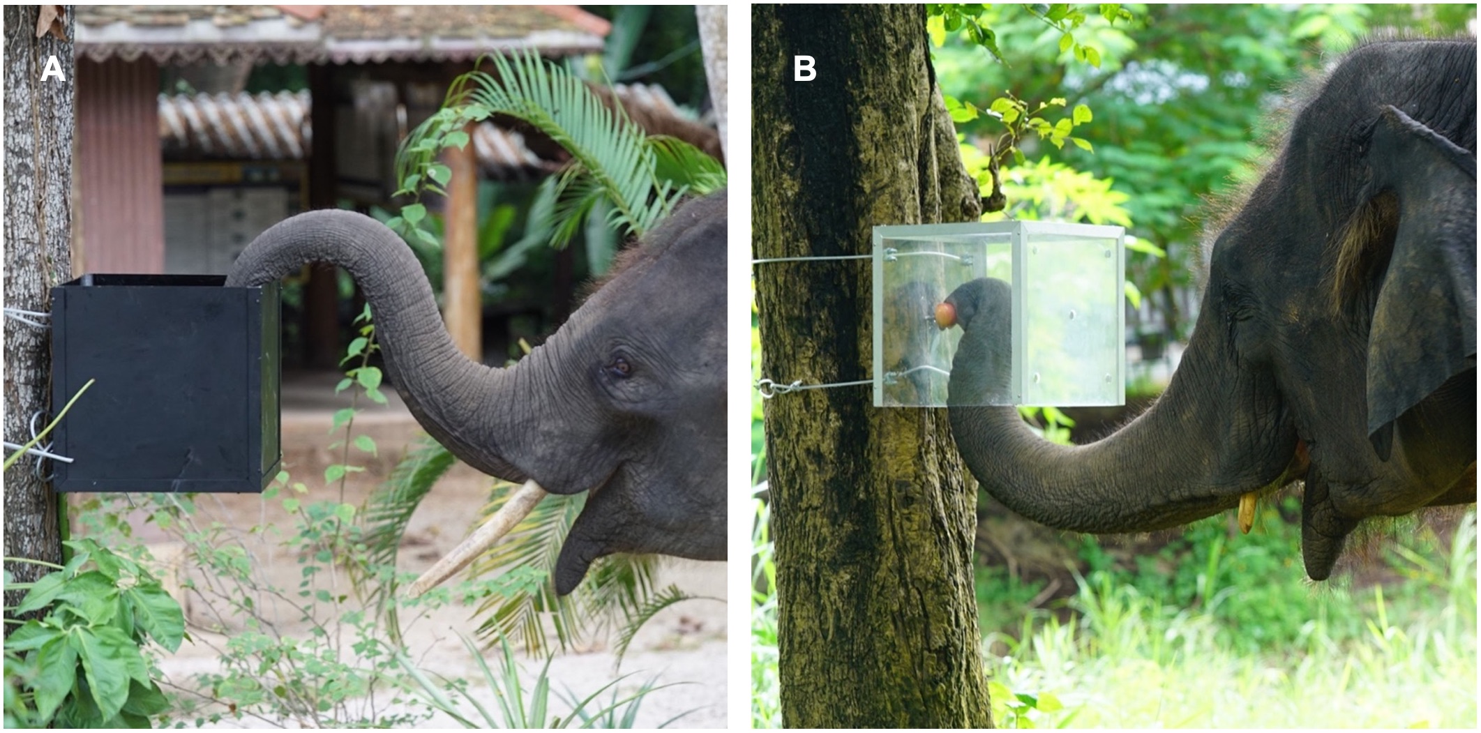 Two photographs from the elephant study show a trunk entering a box through an opening at the top and through an opening underneath
