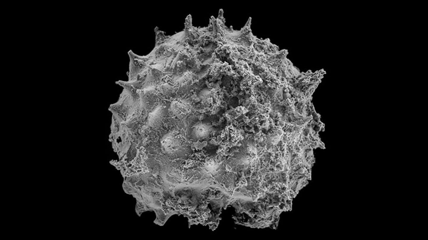 Grayscale scanning electron microscope image of the round, rough-surfaced Asterocapsoides wenganensis microfossil with short conical spines against black. It is an acritarch, not a definitive animal.