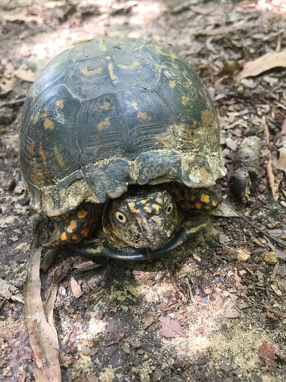 An eastern box turtle sits on leaf litter in a wooded area