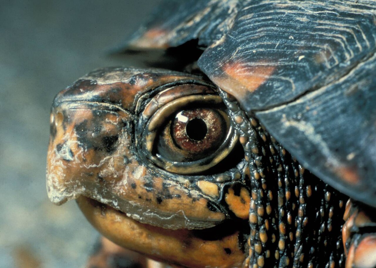 An eastern box turtle looks out from beneath its patterned shell
