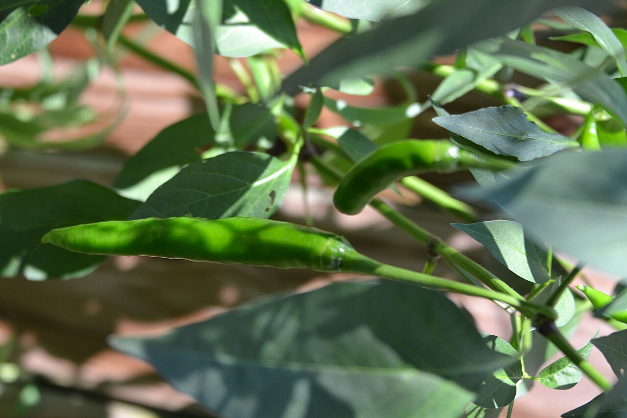 Clusters of red cayenne peppers hang from green plants
