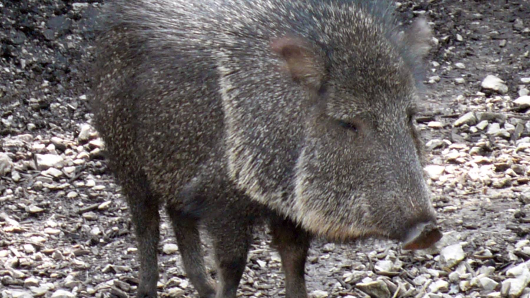A Chacoan peccary with coarse gray fur and a long snout stands on rocky ground