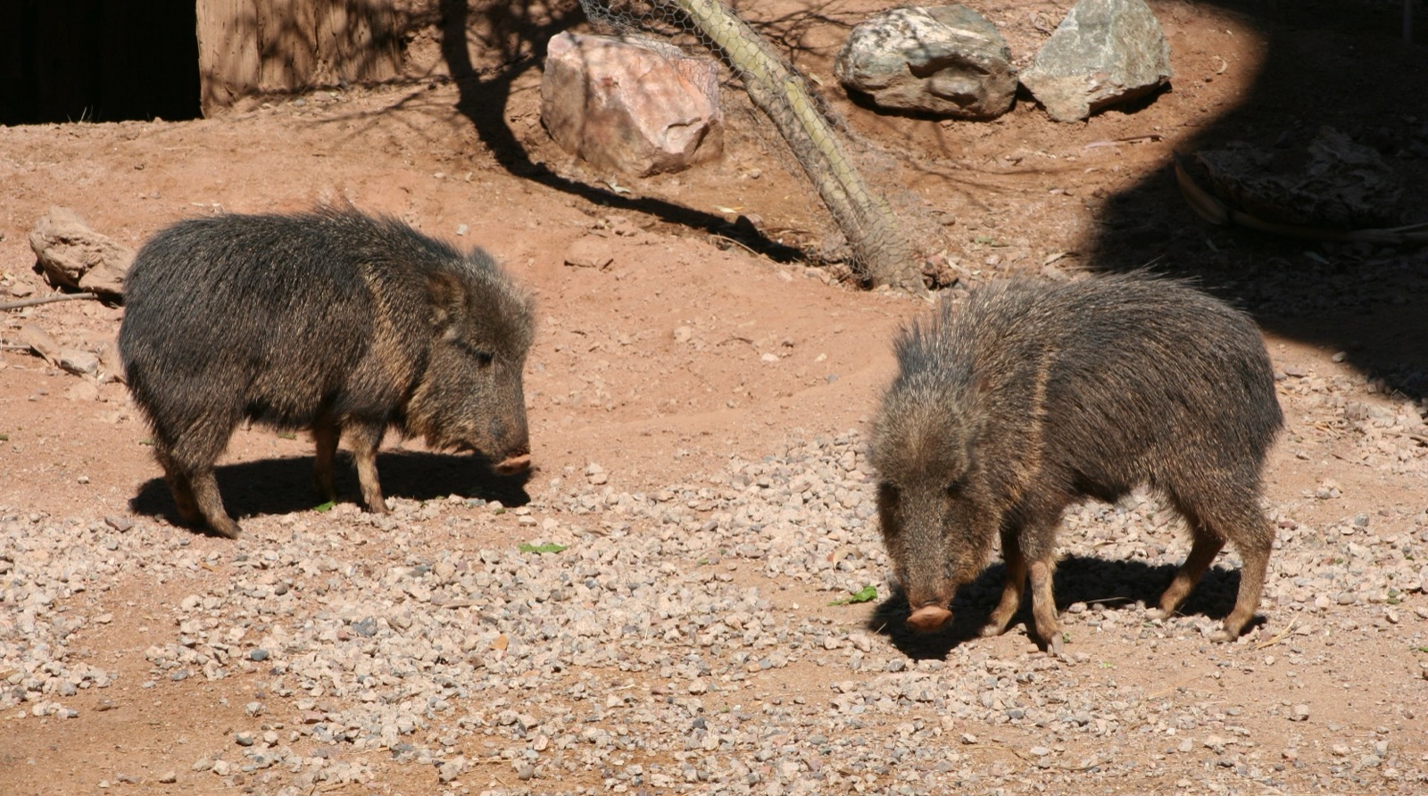 Two Chacoan peccaries walk beside each other in a zoo habitat