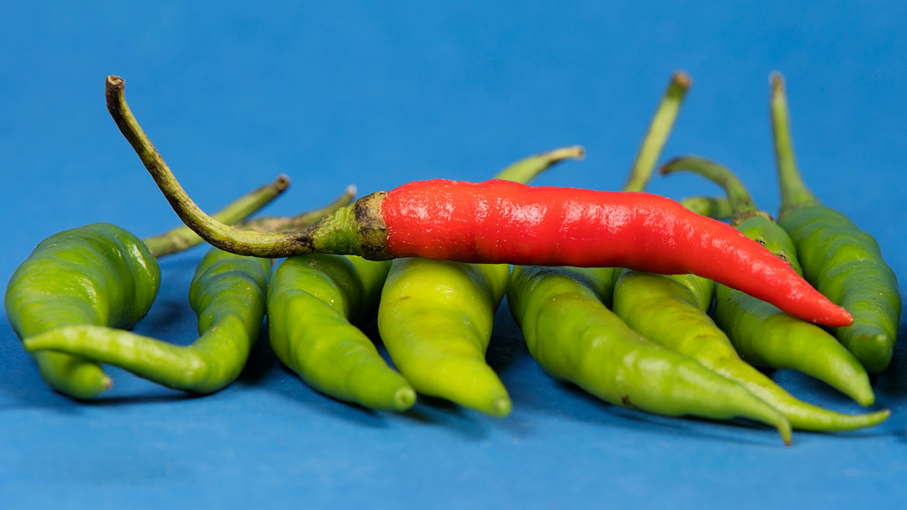 One long red chili rests across a group of green peppers on a blue surface