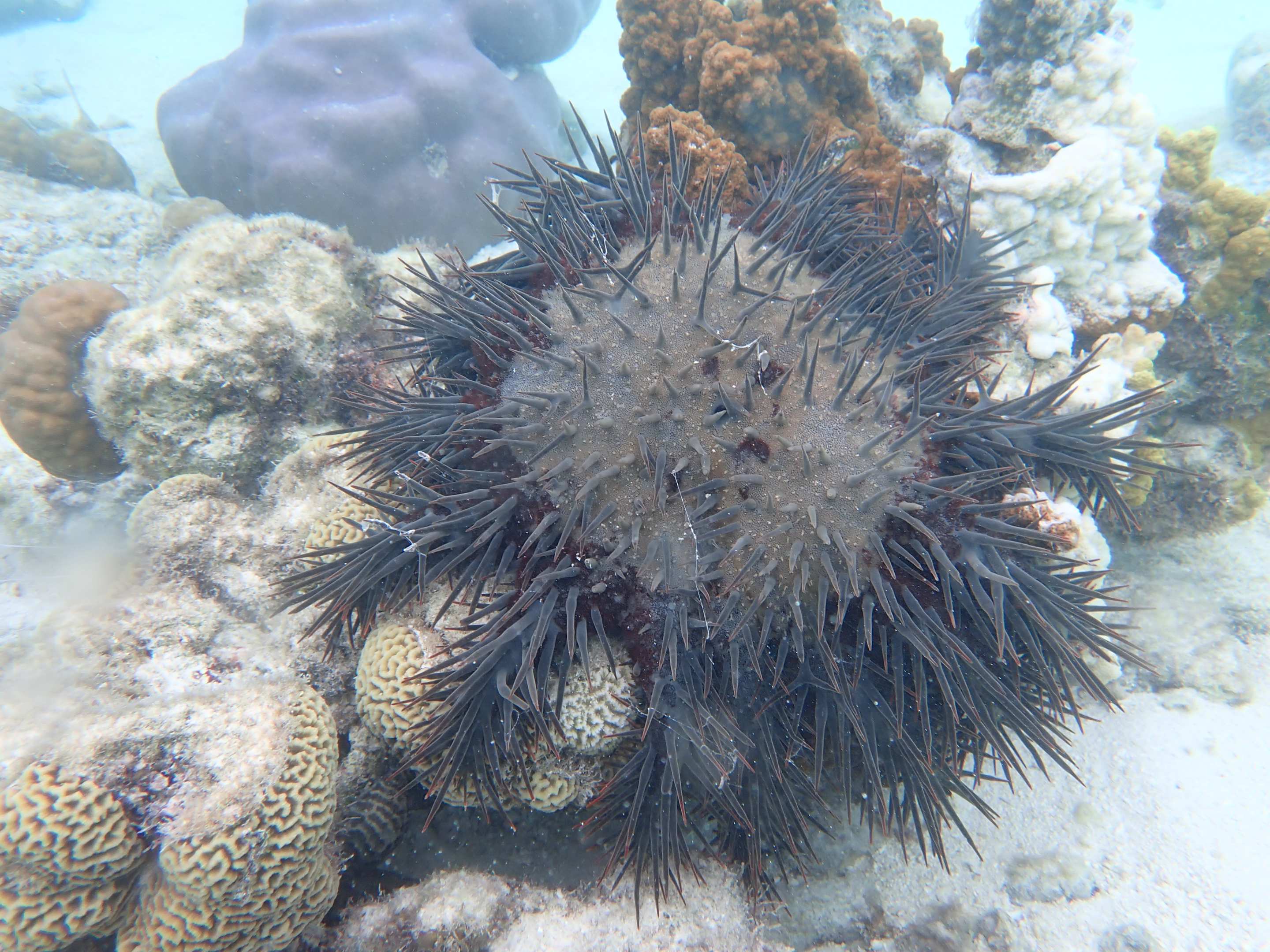 A crown-of-thorns starfish spread across coral underwater