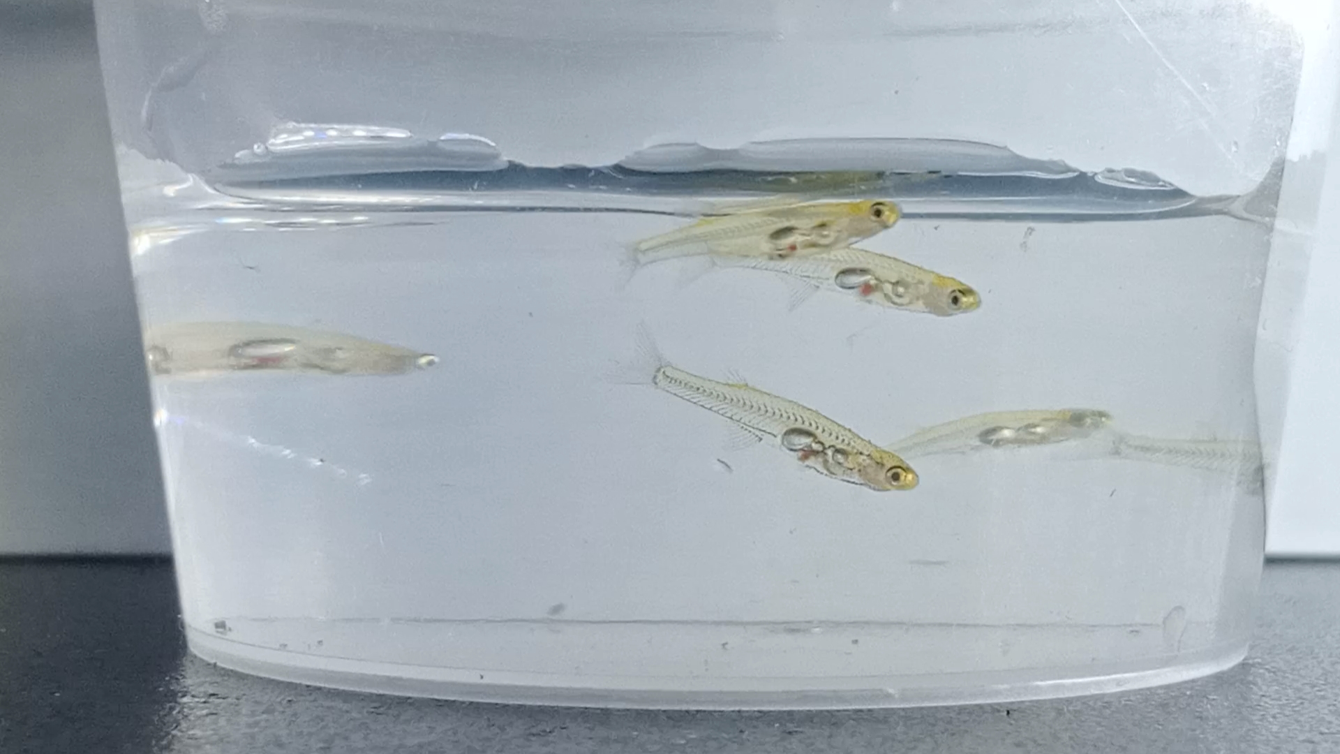 Small translucent Danionella cerebrum glassfish in a temporary photographic container