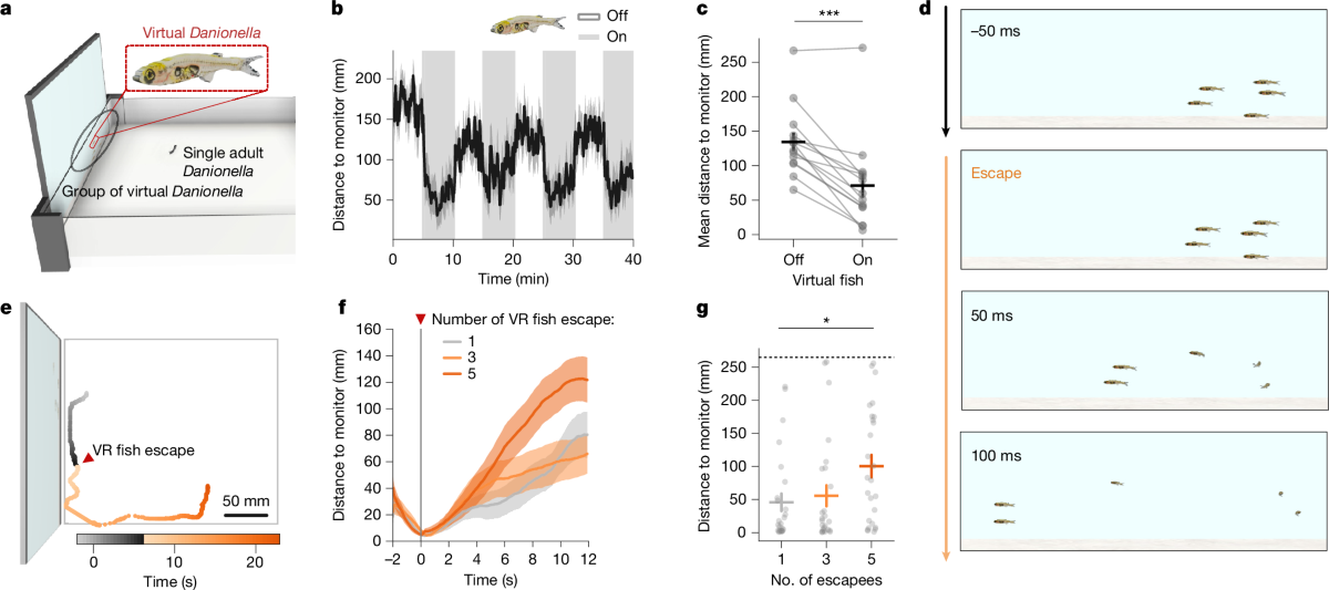 Scientific figure showing one real glassfish approaching five virtual fish on a monitor before the virtual school scatters