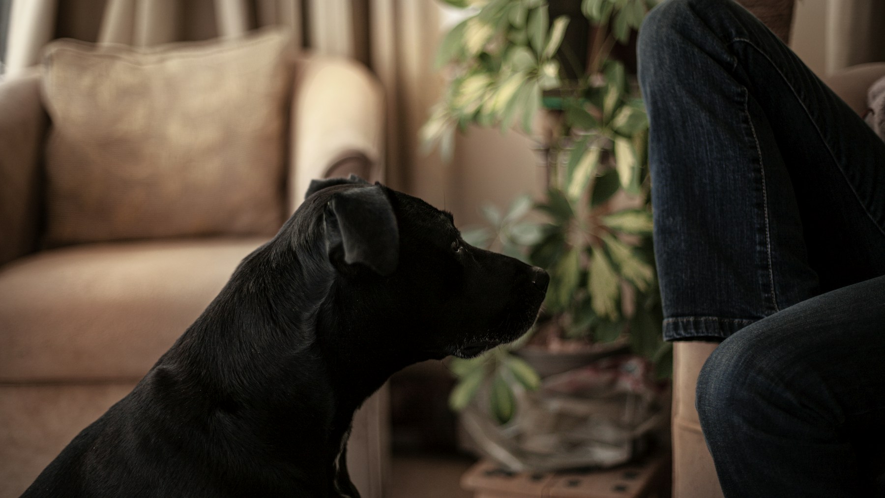 A black dog looks toward a seated person in a living room