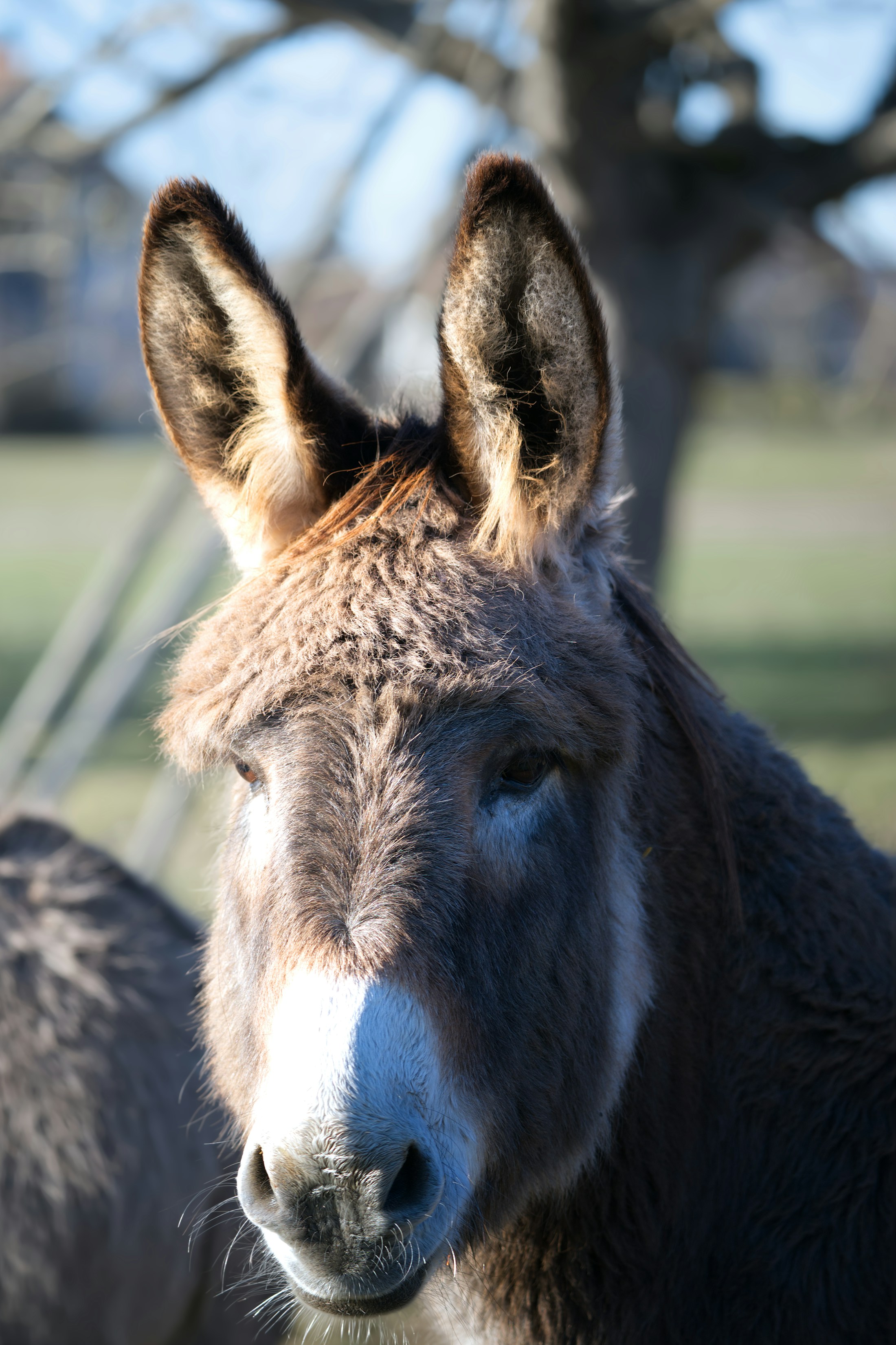 A gray donkey with upright ears stands outside in daylight