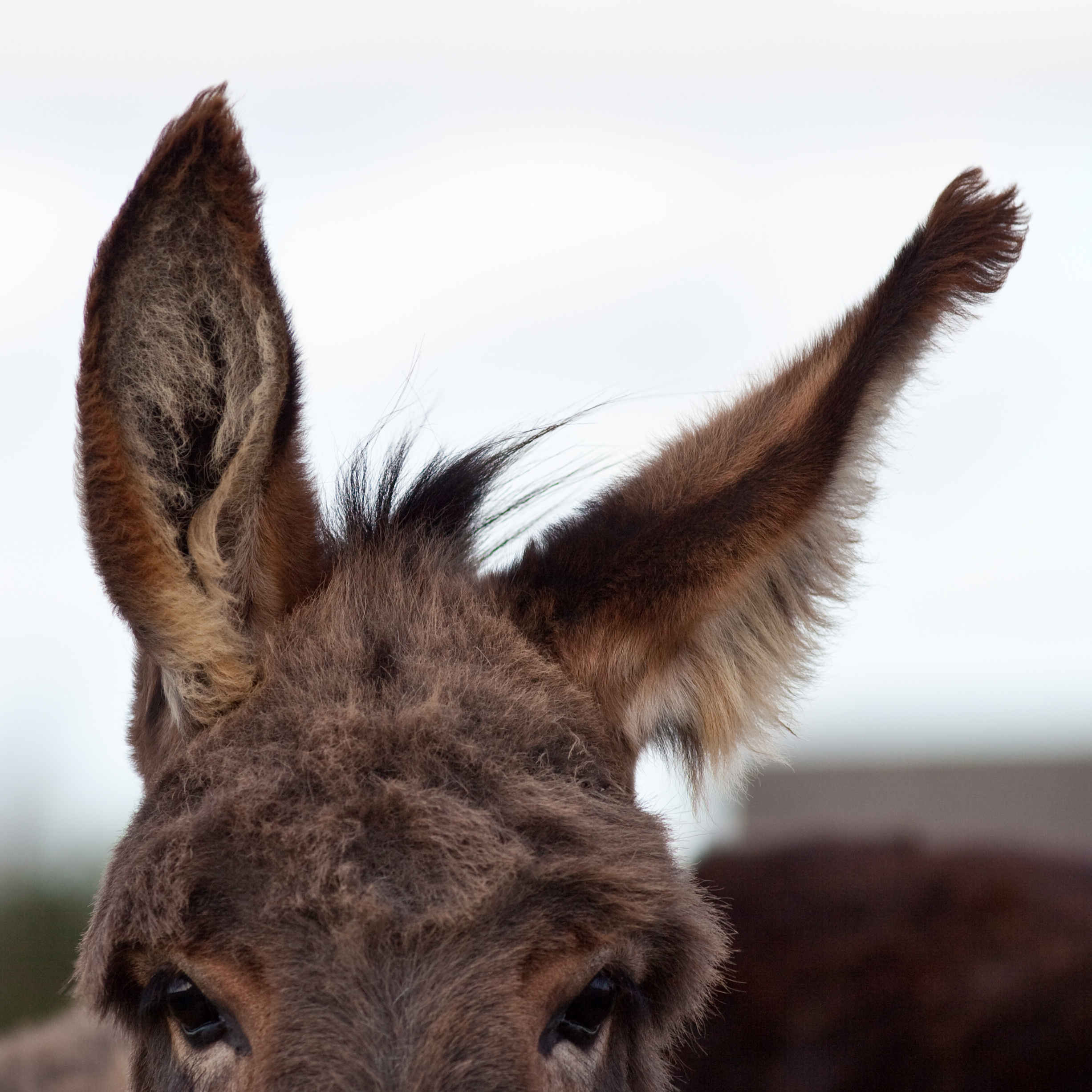 A close view of a donkey's long ears against a pale sky