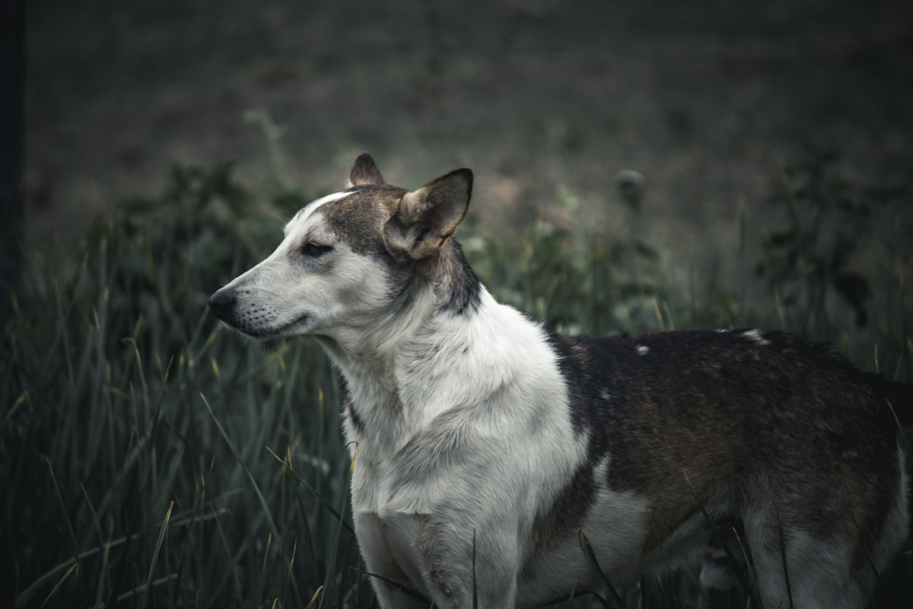 A free-ranging dog stands in tall grass in rural Uttar Pradesh, India