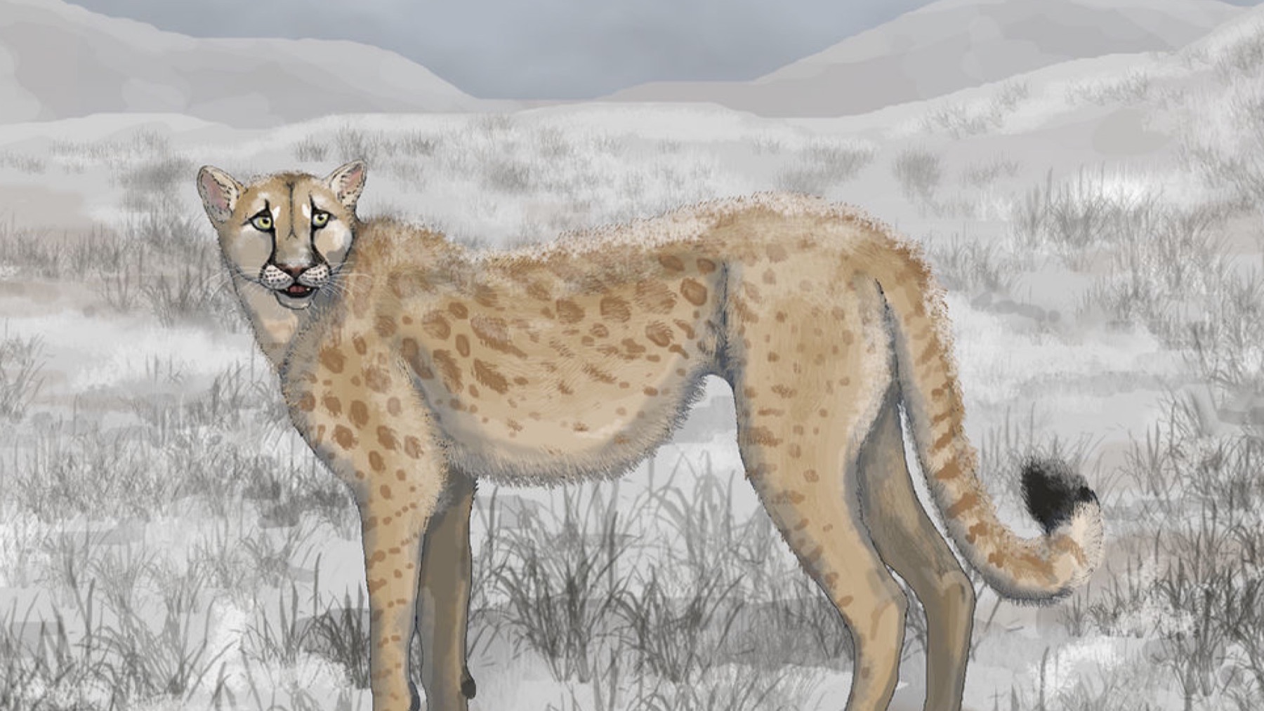 Paleoart reconstruction of the extinct North American cat Miracinonyx trumani standing in a snowy grassland