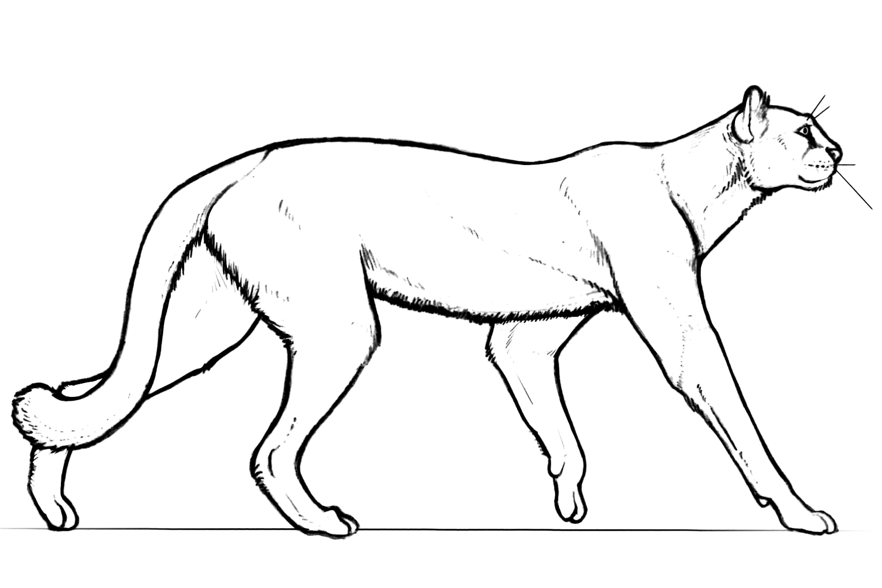 National Park Service line drawing of the extinct cat Miracinonyx trumani
