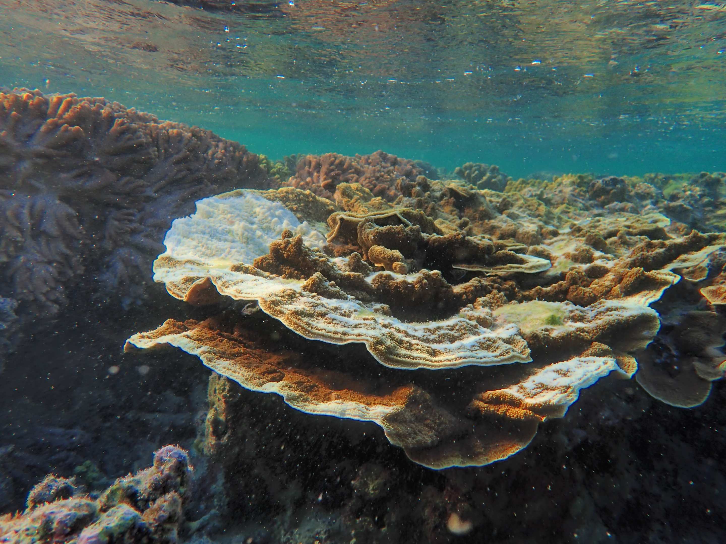 A crown-of-thorns starfish feeding scar on a flat Montipora coral colony