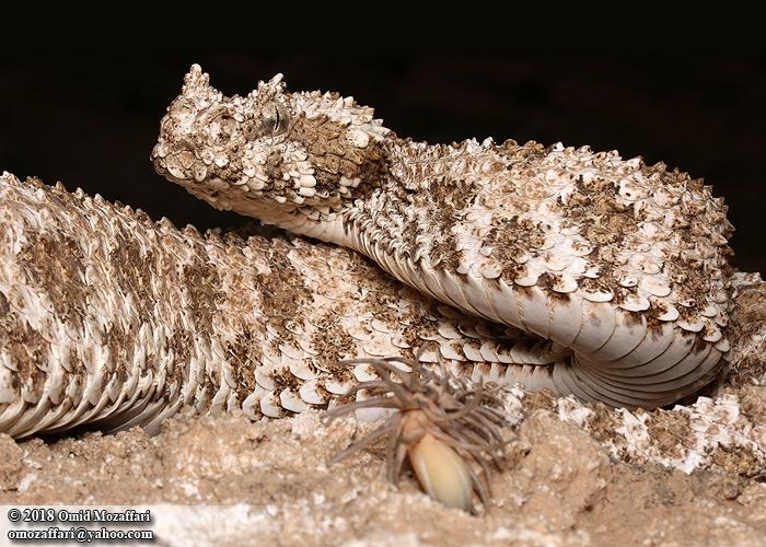 A pale brown spider-tailed horned viper lies coiled on sand with its spider-like tail lure visible in the foreground