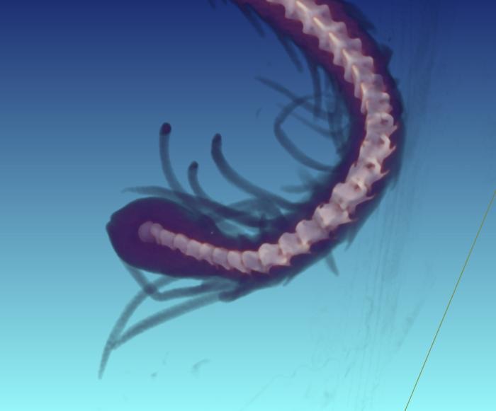 Blue X-ray computed tomography image of a curled snake tail showing a line of pale vertebrae inside the dark spider-like appendage