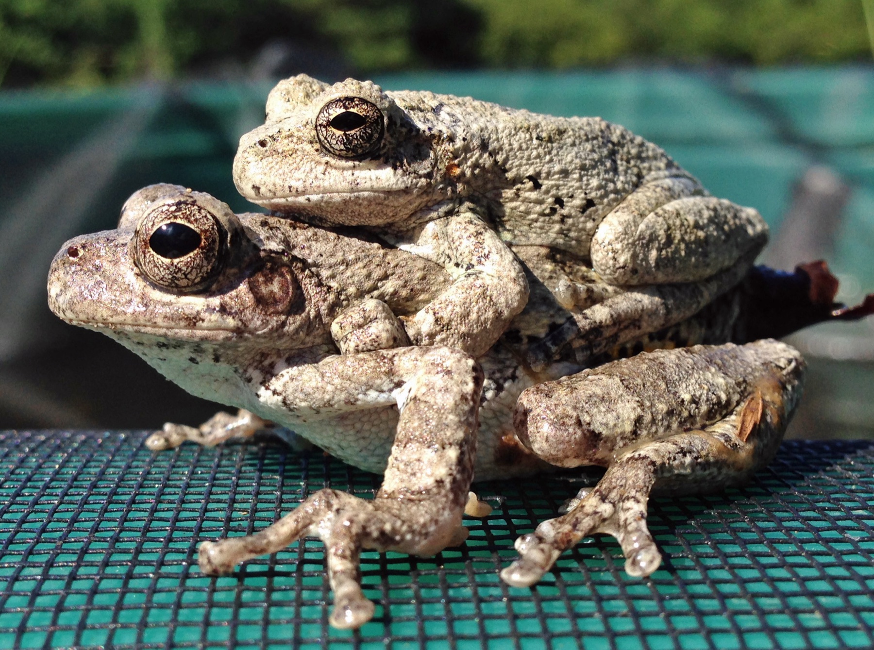 Two Cope's gray treefrogs in amplexus at the University of Mississippi Field Station