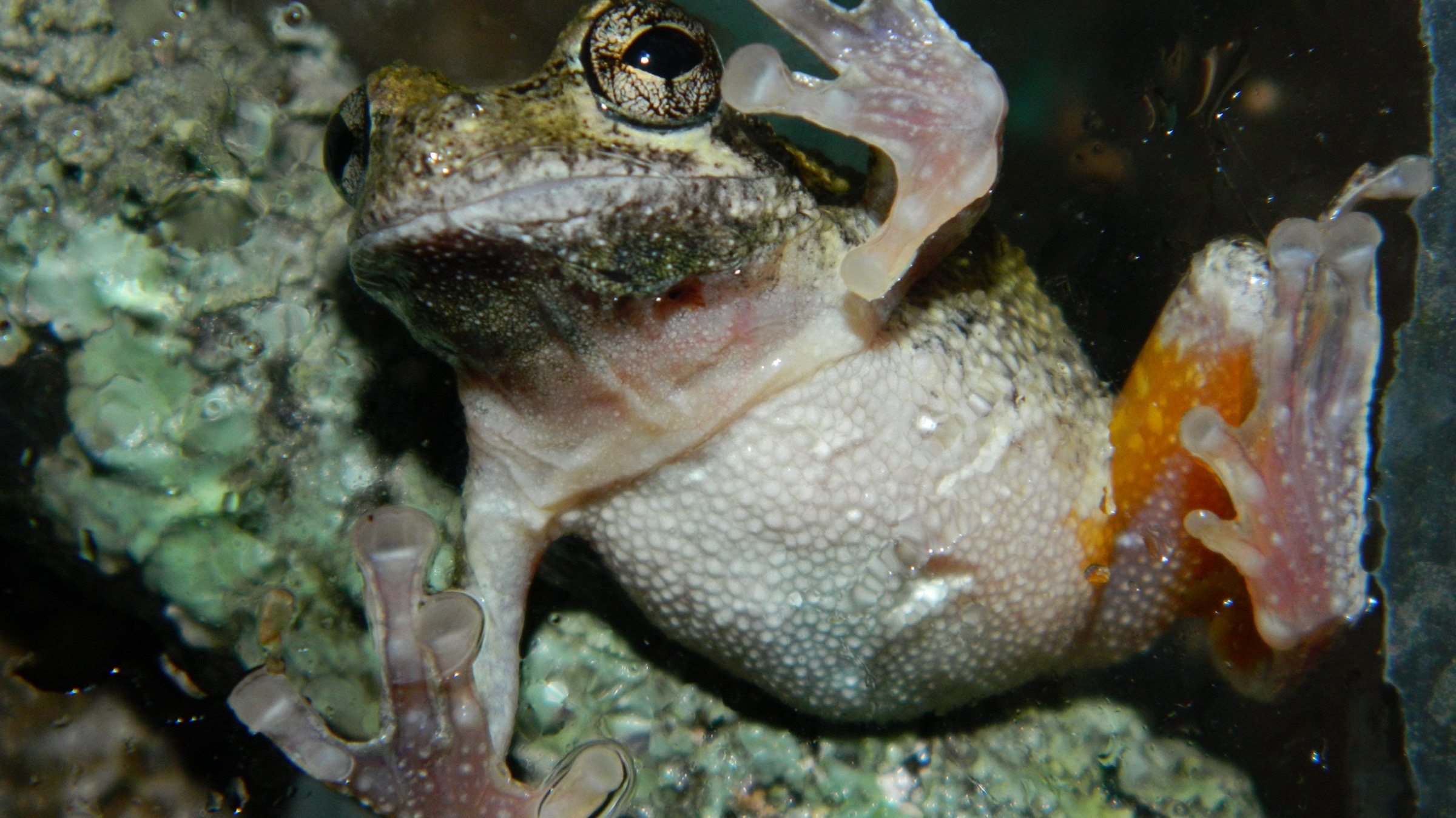 A male Cope's gray treefrog clings to a wet surface in a close-up photograph